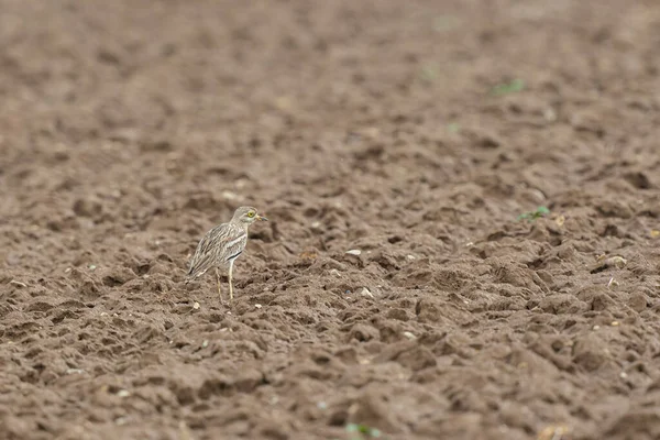 Avrupa taş kıvrımlı Burhinus Oedicnemus bir zeminde koşuyor