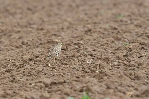 Avrupa taş kıvrımlı Burhinus Oedicnemus bir zeminde koşuyor