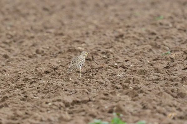 Avrupa taş kıvrımlı Burhinus Oedicnemus bir zeminde koşuyor