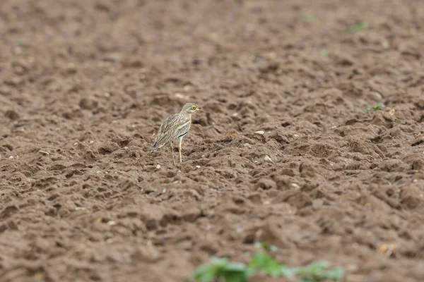 Avrupa taş kıvrımlı Burhinus Oedicnemus bir zeminde koşuyor