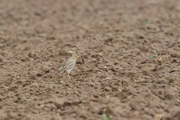 Avrupa taş kıvrımlı Burhinus Oedicnemus bir zeminde koşuyor