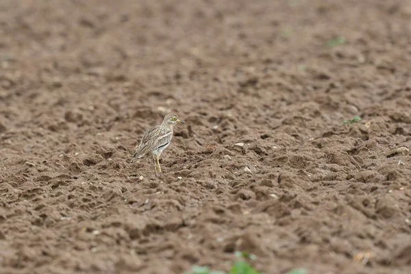 Avrupa taş kıvrımlı Burhinus Oedicnemus bir zeminde koşuyor