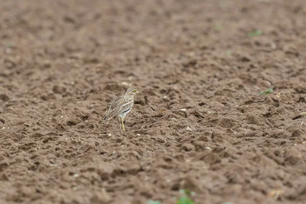 Avrupa taş kıvrımlı Burhinus Oedicnemus bir zeminde koşuyor