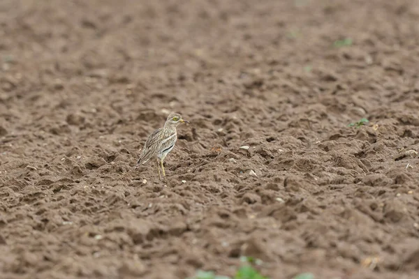 Avrupa taş kıvrımlı Burhinus Oedicnemus bir zeminde koşuyor