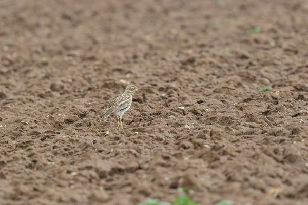 Avrupa taş kıvrımlı Burhinus Oedicnemus bir zeminde koşuyor