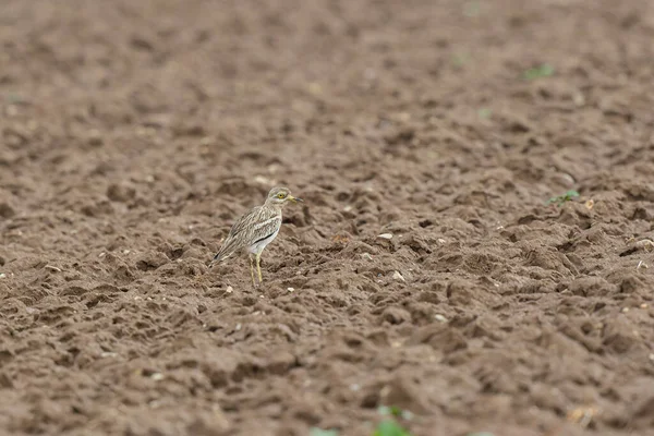 Avrupa taş kıvrımlı Burhinus Oedicnemus bir zeminde koşuyor