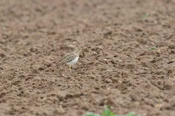 Avrupa taş kıvrımlı Burhinus Oedicnemus bir zeminde koşuyor