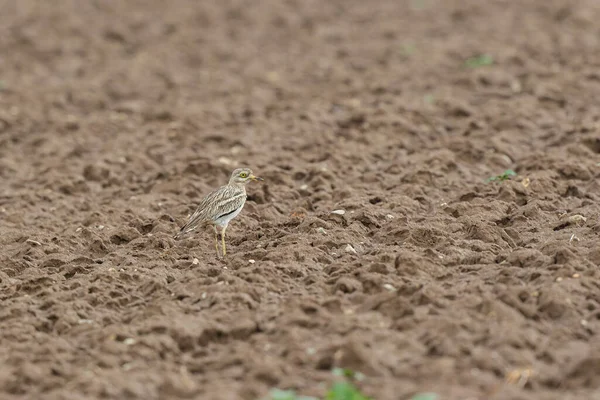Avrupa taş kıvrımlı Burhinus Oedicnemus bir zeminde koşuyor