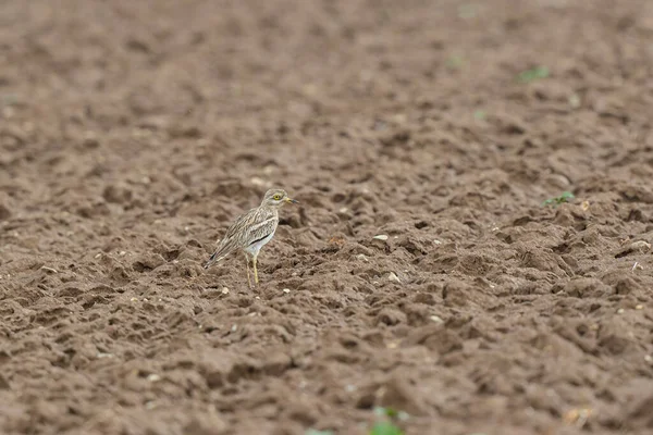 Avrupa taş kıvrımlı Burhinus Oedicnemus bir zeminde koşuyor