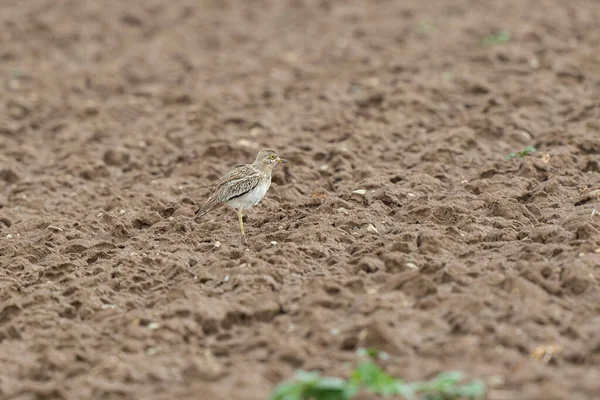 Avrupa taş kıvrımlı Burhinus Oedicnemus bir zeminde koşuyor