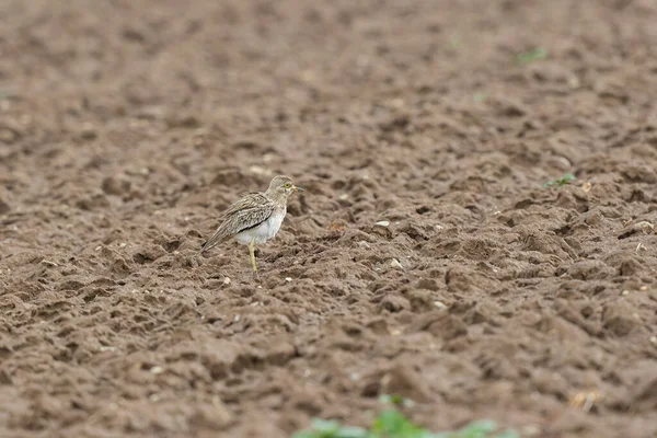 Avrupa taş kıvrımlı Burhinus Oedicnemus bir zeminde koşuyor