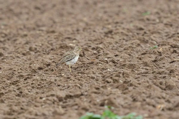 Avrupa taş kıvrımlı Burhinus Oedicnemus bir zeminde koşuyor