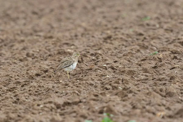 Avrupa taş kıvrımlı Burhinus Oedicnemus bir zeminde koşuyor