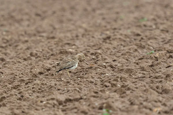 Avrupa taş kıvrımlı Burhinus Oedicnemus bir zeminde koşuyor