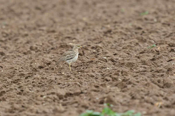 Avrupa taş kıvrımlı Burhinus Oedicnemus bir zeminde koşuyor