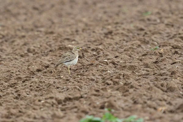 Avrupa taş kıvrımlı Burhinus Oedicnemus bir zeminde koşuyor