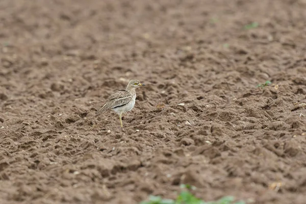 Avrupa taş kıvrımlı Burhinus Oedicnemus bir zeminde koşuyor