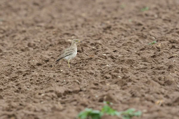 Avrupa taş kıvrımlı Burhinus Oedicnemus bir zeminde koşuyor
