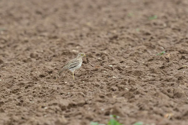 Avrupa taş kıvrımlı Burhinus Oedicnemus bir zeminde koşuyor