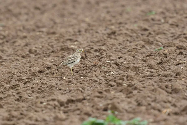 Avrupa taş kıvrımlı Burhinus Oedicnemus bir zeminde koşuyor