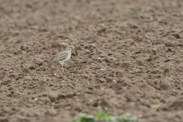 Avrupa taş kıvrımlı Burhinus Oedicnemus bir zeminde koşuyor