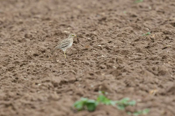 Avrupa taş kıvrımlı Burhinus Oedicnemus bir zeminde koşuyor