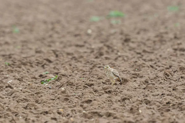 Avrupa taş kıvrımlı Burhinus Oedicnemus bir zeminde koşuyor