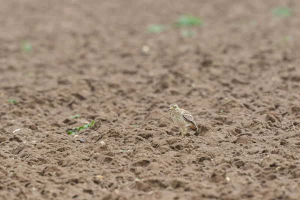 Avrupa taş kıvrımlı Burhinus Oedicnemus bir zeminde koşuyor