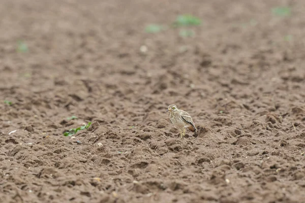 Avrupa taş kıvrımlı Burhinus Oedicnemus bir zeminde koşuyor