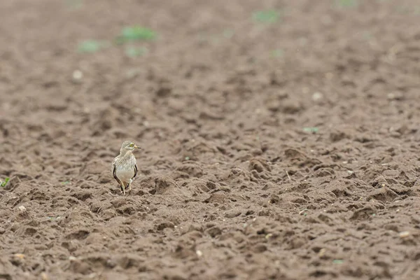 Avrupa taş kıvrımlı Burhinus Oedicnemus bir zeminde koşuyor