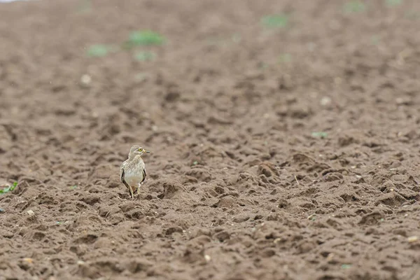 Avrupa taş kıvrımlı Burhinus Oedicnemus bir zeminde koşuyor