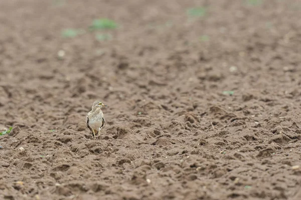 Avrupa taş kıvrımlı Burhinus Oedicnemus bir zeminde koşuyor