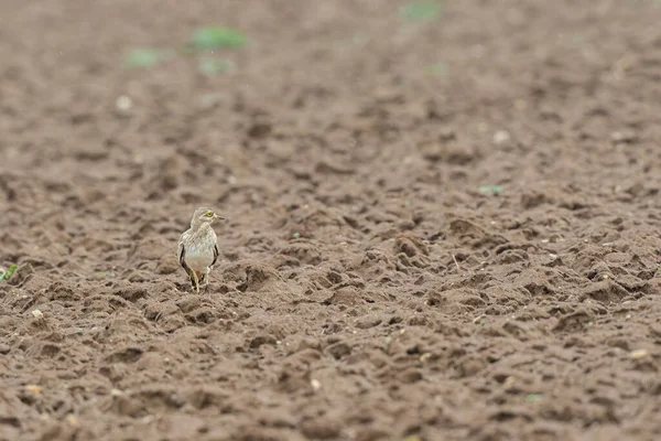 Avrupa taş kıvrımlı Burhinus Oedicnemus bir zeminde koşuyor