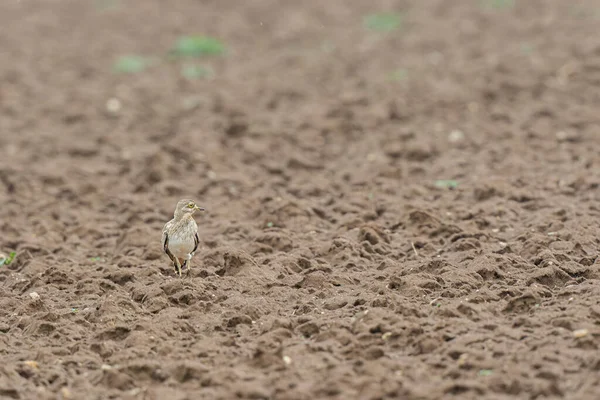 Avrupa taş kıvrımlı Burhinus Oedicnemus bir zeminde koşuyor