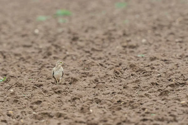 Avrupa taş kıvrımlı Burhinus Oedicnemus bir zeminde koşuyor