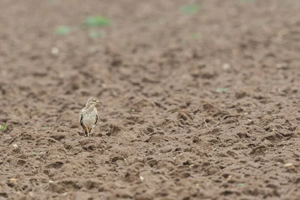 Avrupa taş kıvrımlı Burhinus Oedicnemus bir zeminde koşuyor