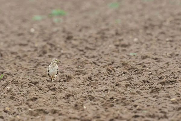 Avrupa taş kıvrımlı Burhinus Oedicnemus bir zeminde koşuyor