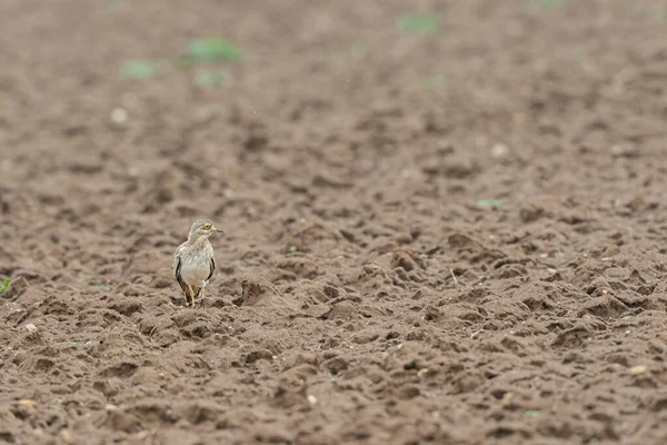Avrupa taş kıvrımlı Burhinus Oedicnemus bir zeminde koşuyor
