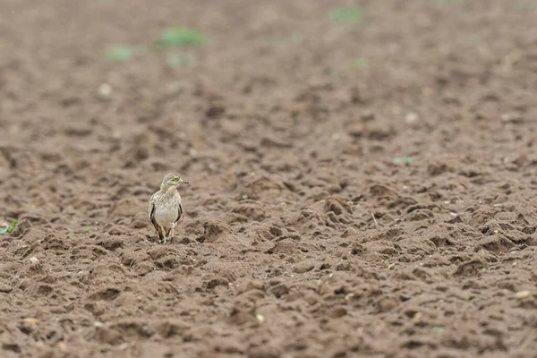 Avrupa taş kıvrımlı Burhinus Oedicnemus bir zeminde koşuyor