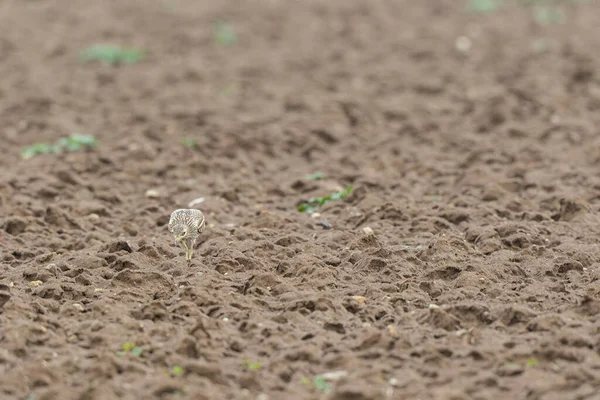 Avrupa taş kıvrımlı Burhinus Oedicnemus bir zeminde koşuyor