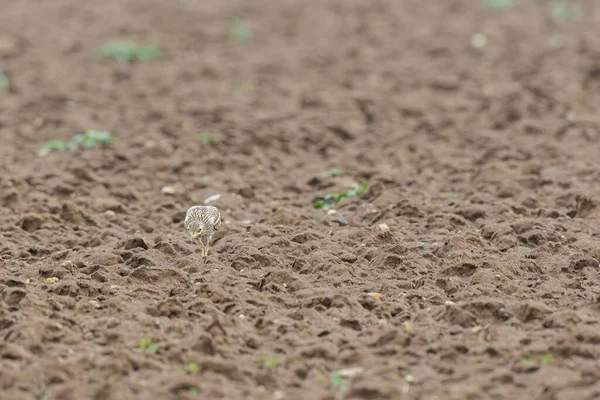 Avrupa taş kıvrımlı Burhinus Oedicnemus bir zeminde koşuyor