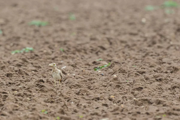 Avrupa taş kıvrımlı Burhinus Oedicnemus bir zeminde koşuyor