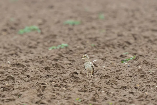 Avrupa taş kıvrımlı Burhinus Oedicnemus bir zeminde koşuyor