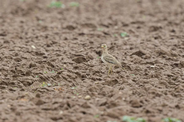 Avrupa taş kıvrımlı Burhinus oedicnemus toprakta koşuyor