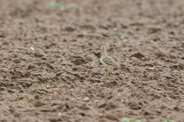 Avrupa taş kıvrımlı Burhinus oedicnemus toprakta koşuyor