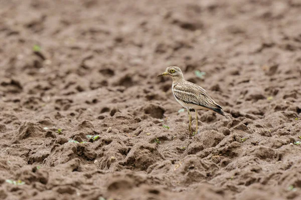 Avrupa taş kıvrımlı Burhinus oedicnemus toprakta koşuyor