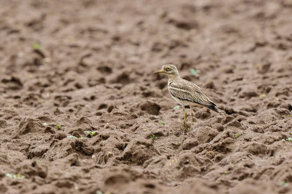 Avrupa taş kıvrımlı Burhinus oedicnemus toprakta koşuyor