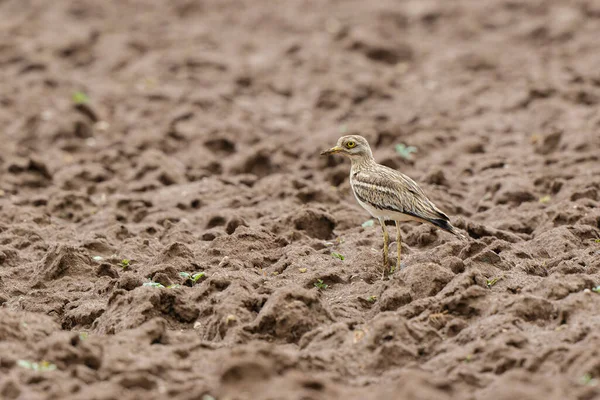 Avrupa taş kıvrımlı Burhinus oedicnemus toprakta koşuyor