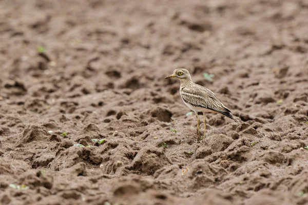 Avrupa taş kıvrımlı Burhinus oedicnemus toprakta koşuyor