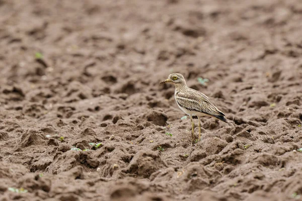 Avrupa taş kıvrımlı Burhinus oedicnemus toprakta koşuyor
